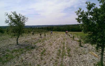 Allez, un   peu de vigne maintenant