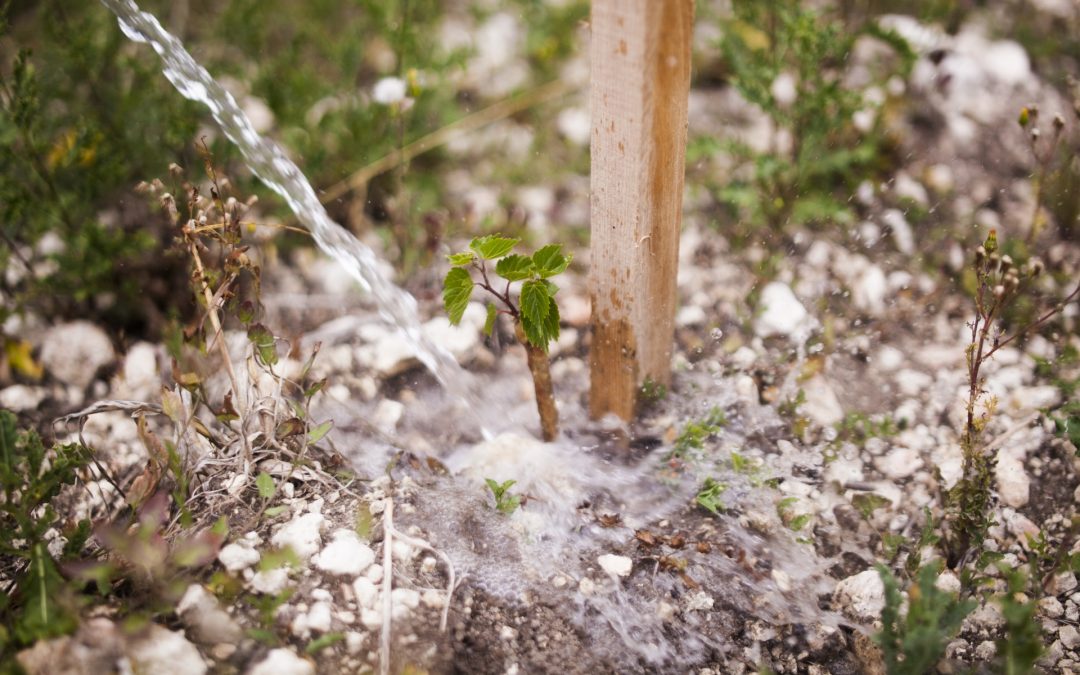 Arrosage des jeunes plants de vigne