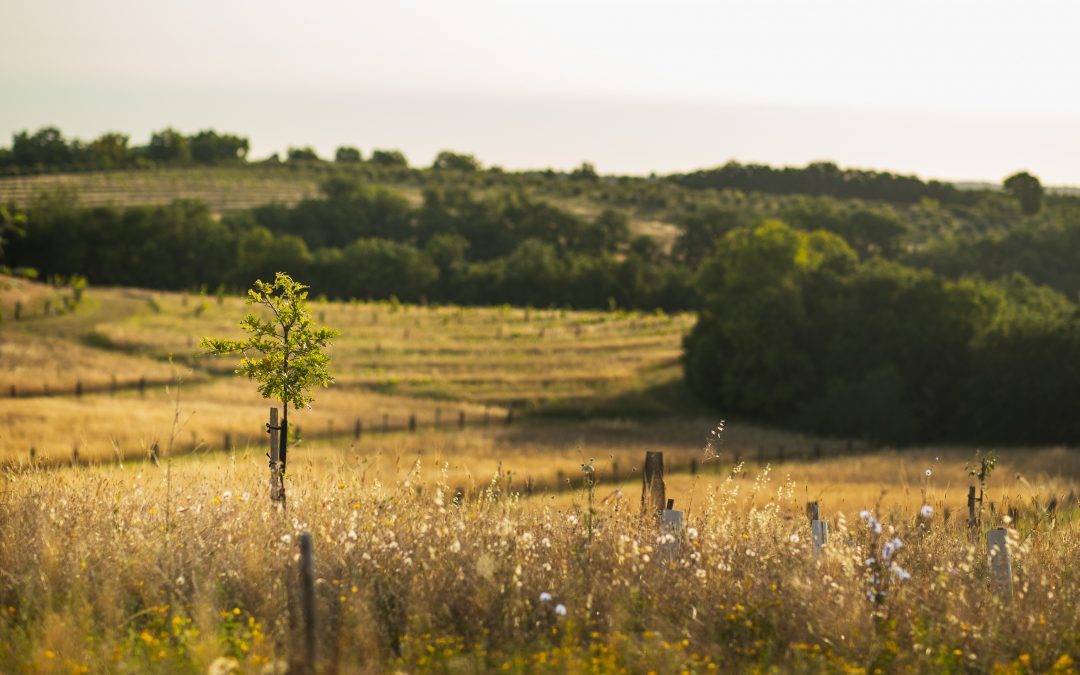 Ce que l’agriculture peut nous apprendre sur le Covid