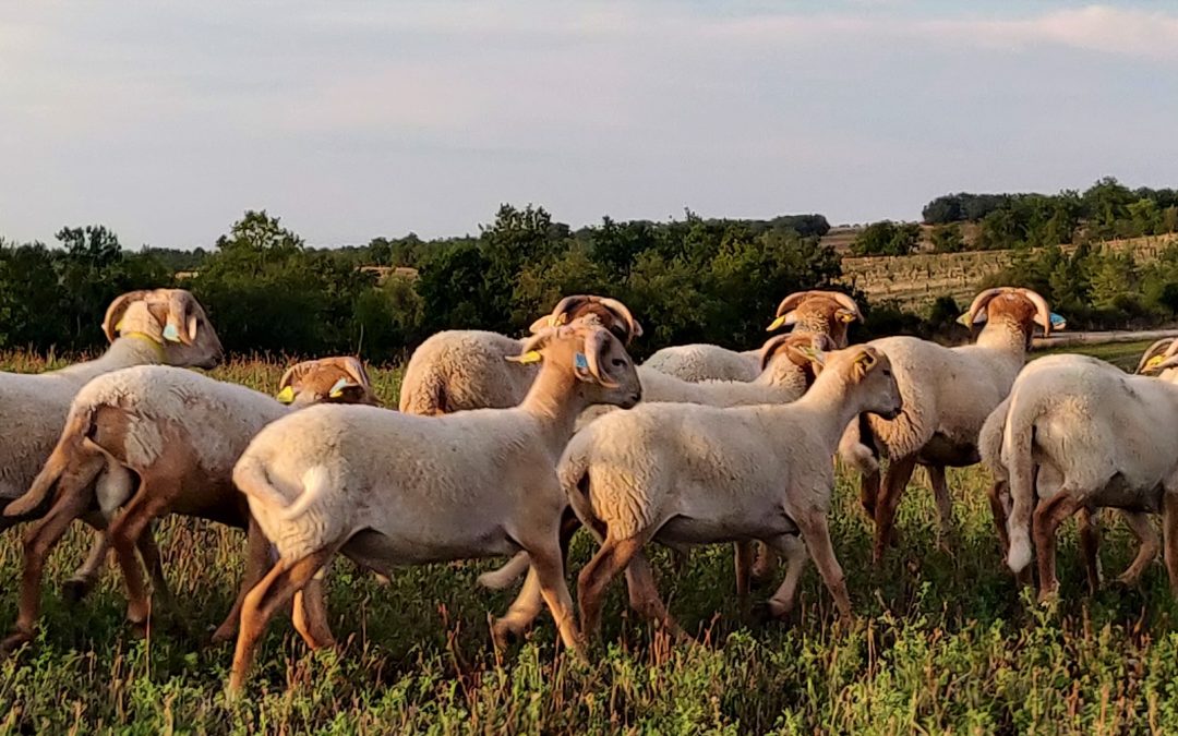 Meilleur que l’agneau de pré-salé ?