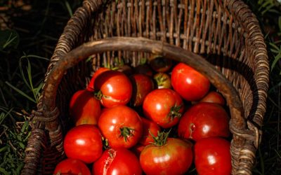 ROUGES DE PLAISIR