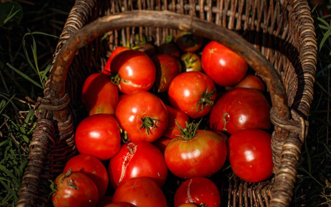 ROUGES DE PLAISIR