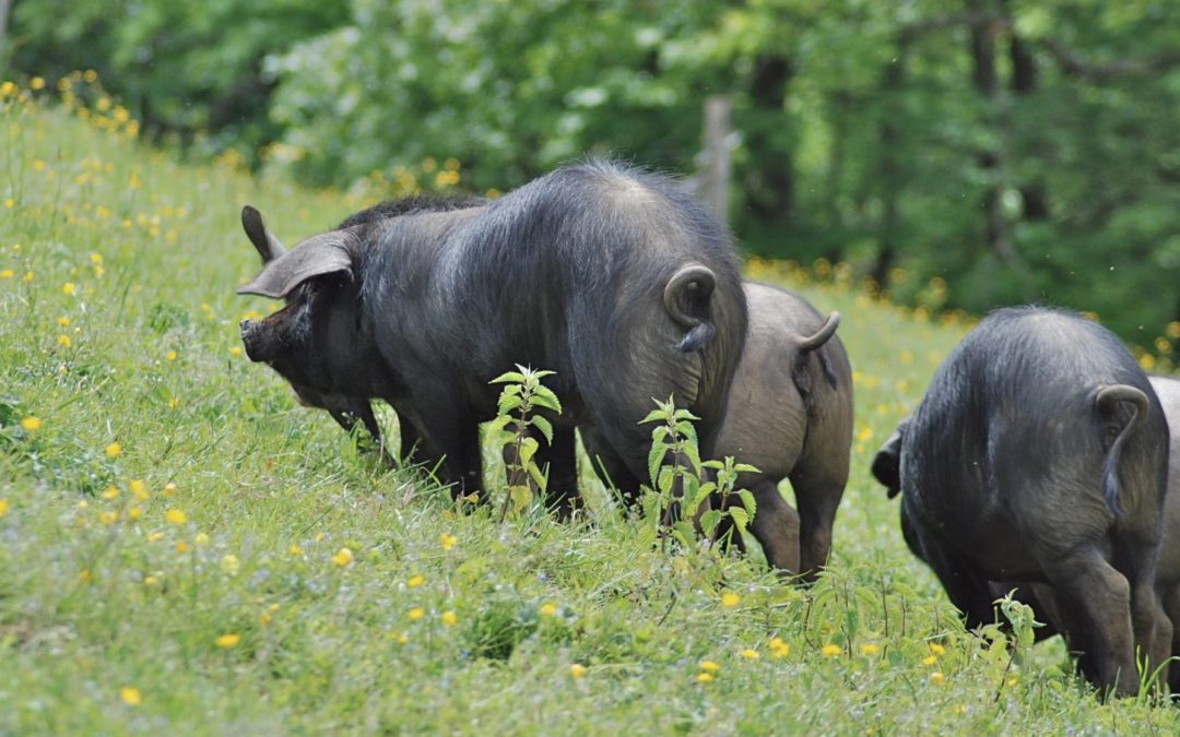 Vers la fin du saucisson