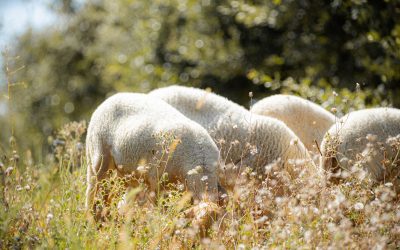 L’Agneau des Truffières