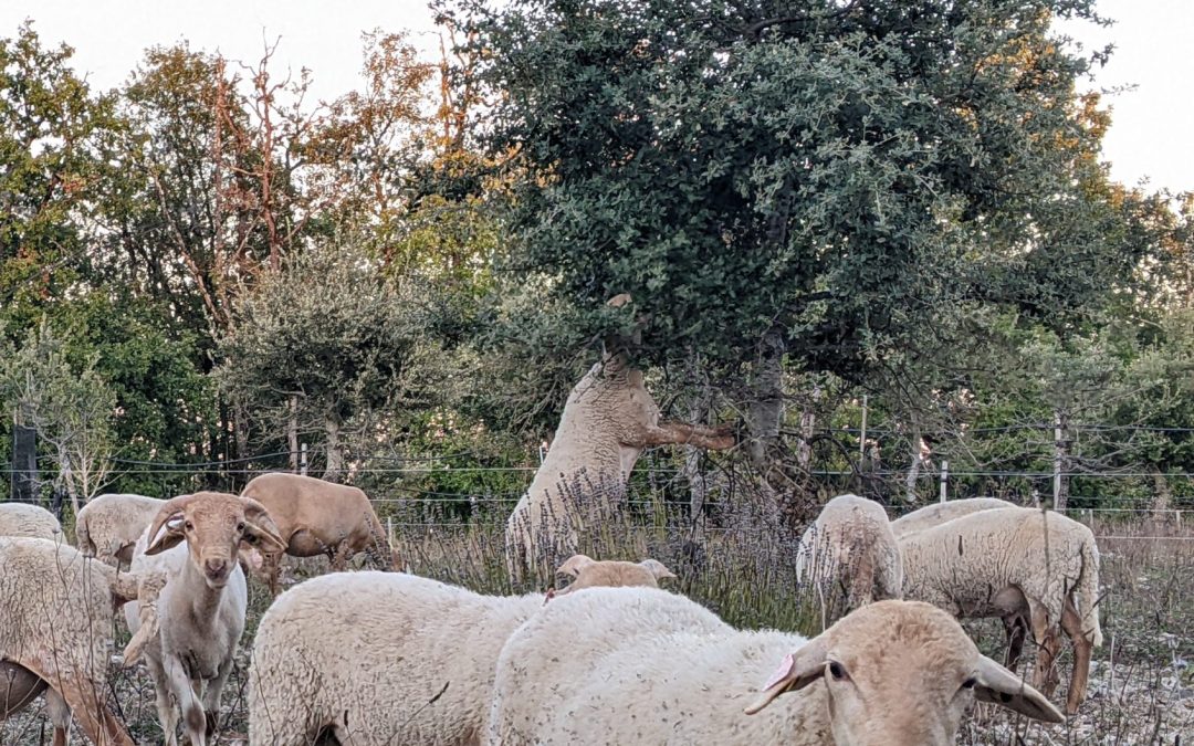 Transhumance à Saint-Géry