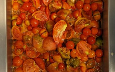 Tomates de septembre