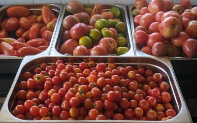 Comment reconnaitre une bonne tomate ?