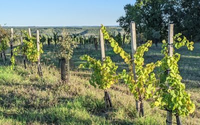 Les 7 plaies du vigneron